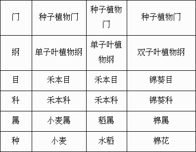 小麦和水稻的区别 小麦和水稻的区别有哪些(水稻和小麦的区别谁知道-)