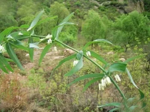 黄精和黄精片是一种东西吗-黄精丸都是什么东西做成的-