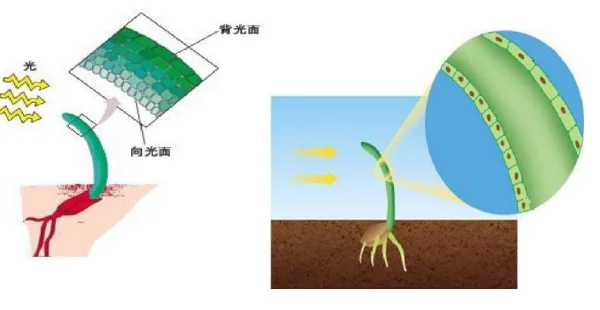 生长素化学本质是啥(生长素的化学本质在哪合成)