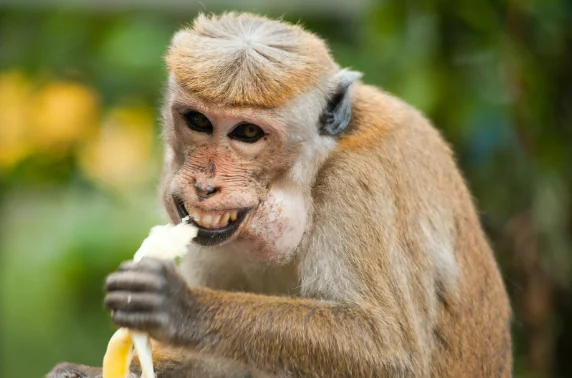 2028年春节是最晚的年吗?2028年春节是几月几日